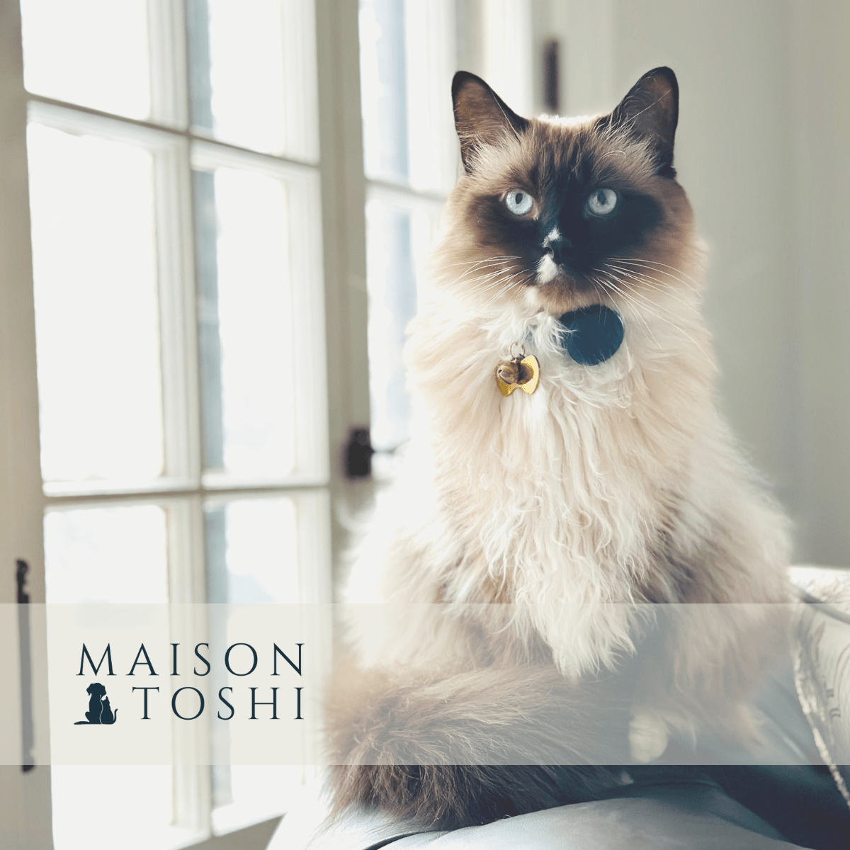 Bitcoin Pet Accessories | Maison Toshi - The Orange Habit