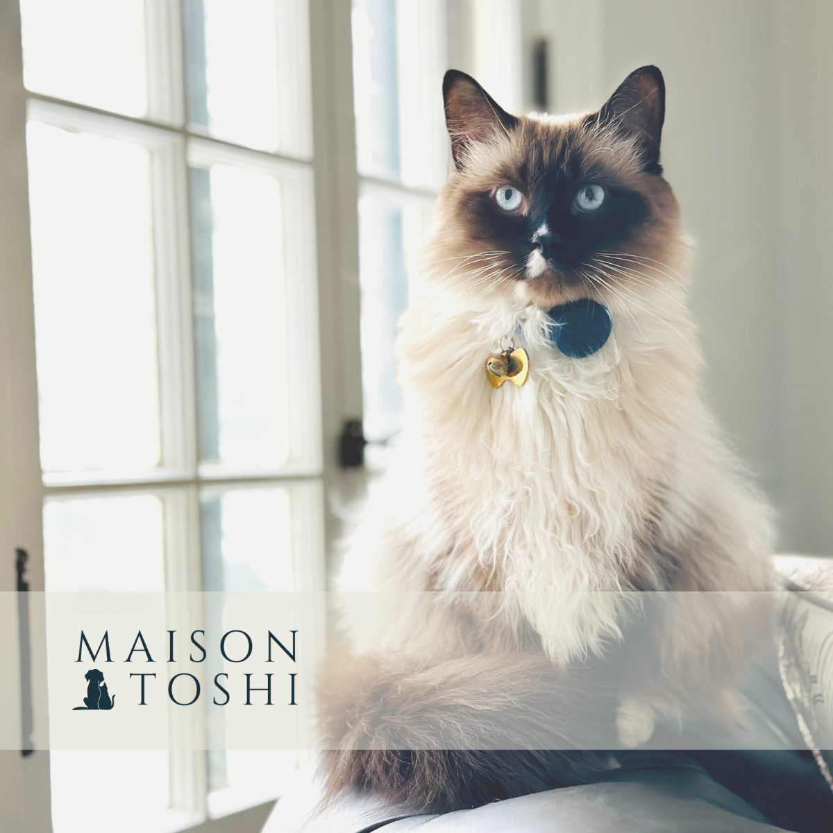 Maison Toshi Bitcoin Pet Accessories Cat sitting on a windowsill with 'Maison Toshi' branding.
