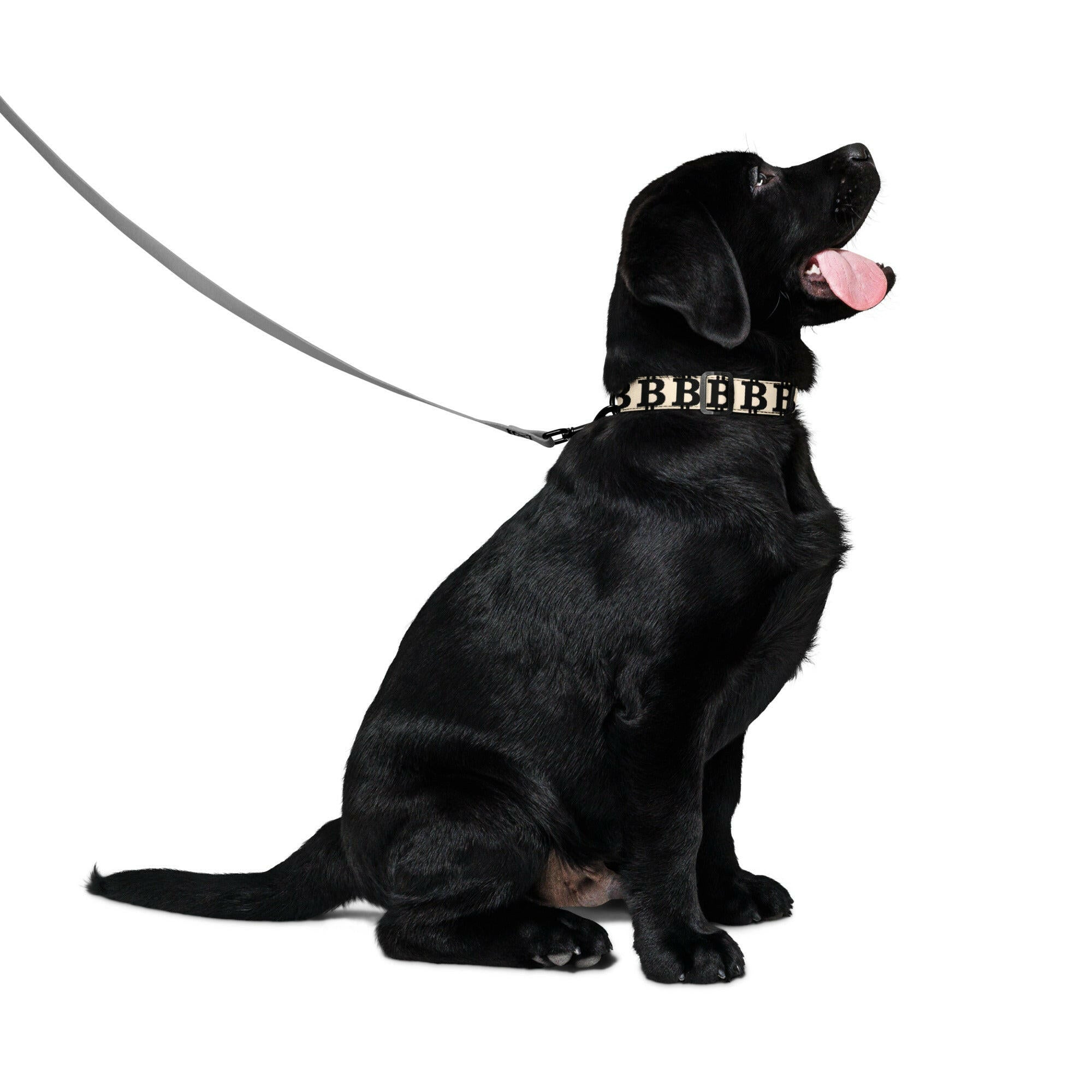 Bitcoin Pet Collar / The B - Maison Toshi - The Orange Habit