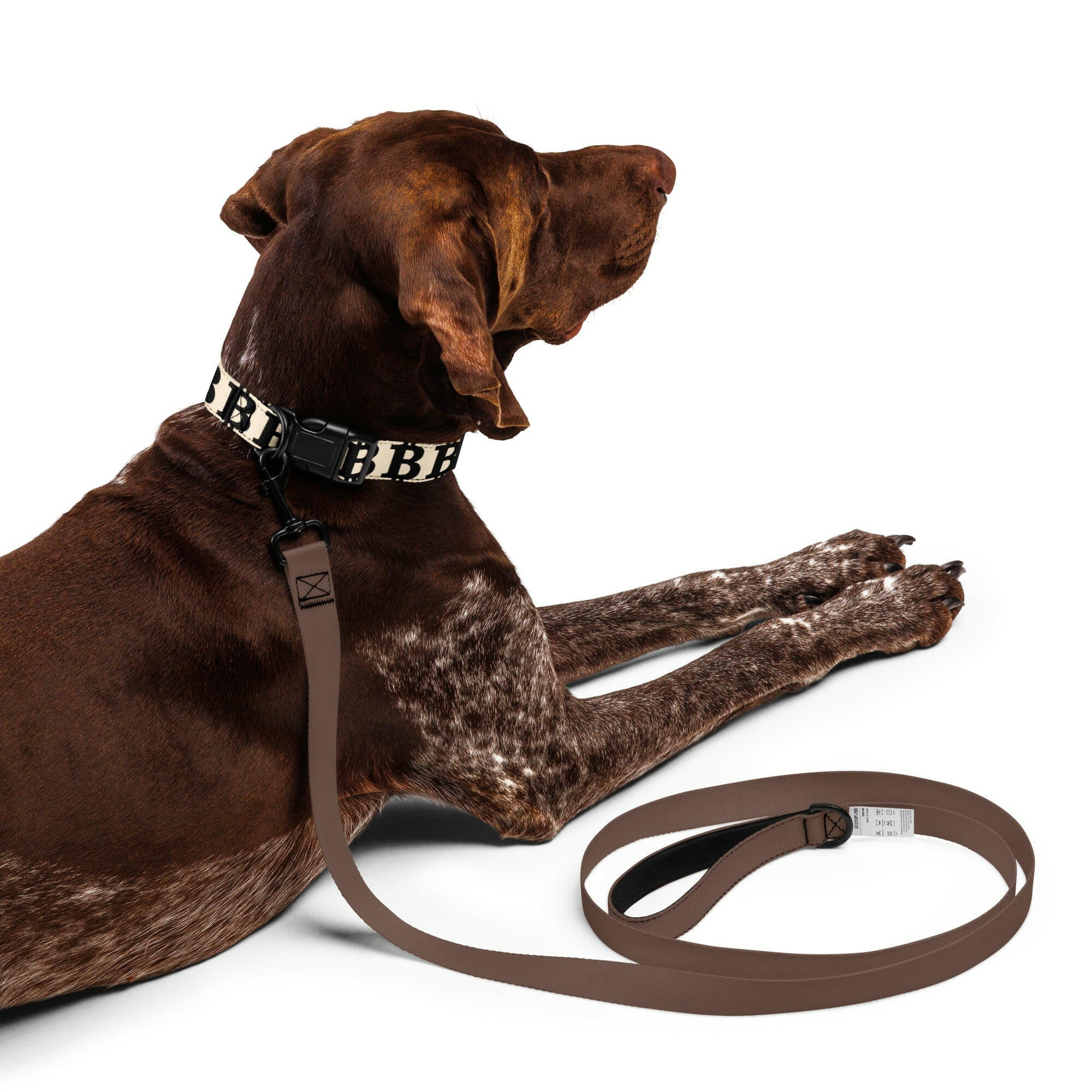 Bitcoin Pet Collar / The B - Maison Toshi - The Orange Habit