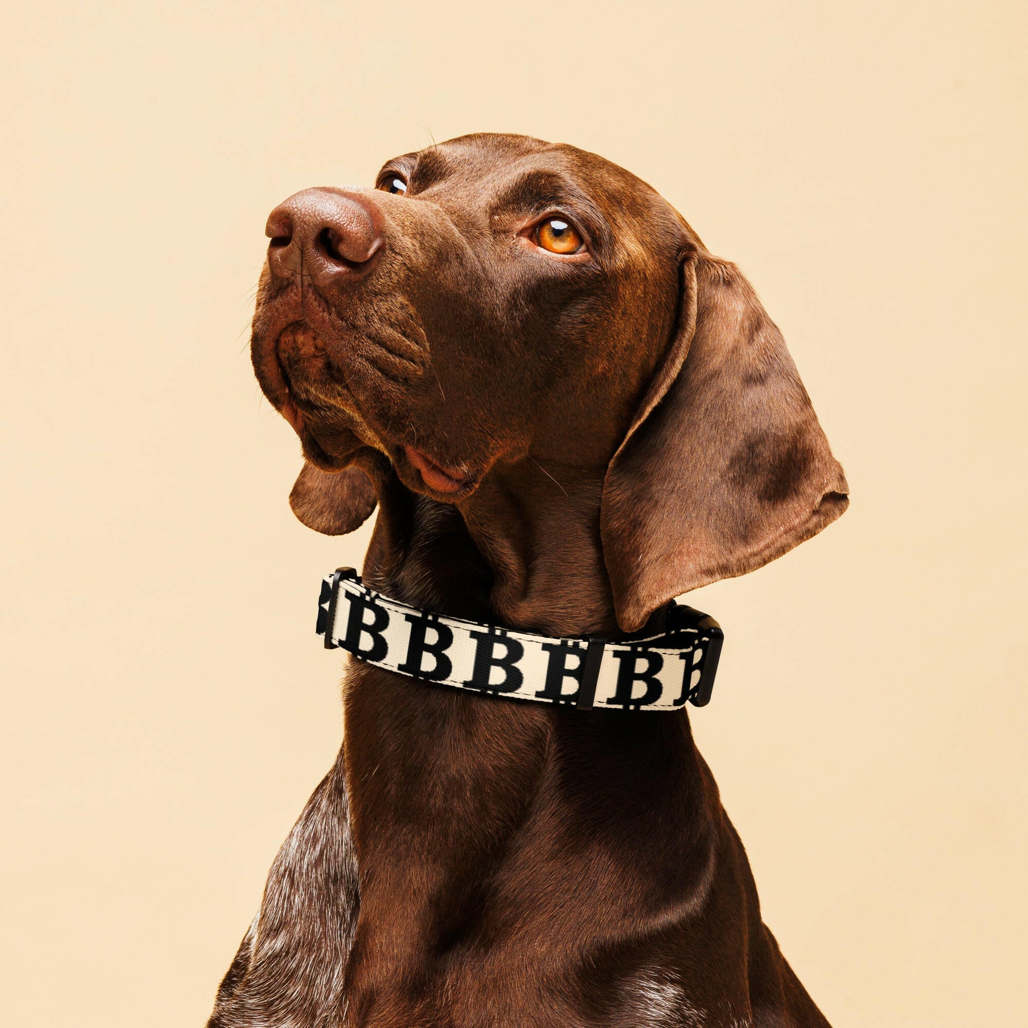 Bitcoin Pet Collar / The B - Maison Toshi - The Orange Habit