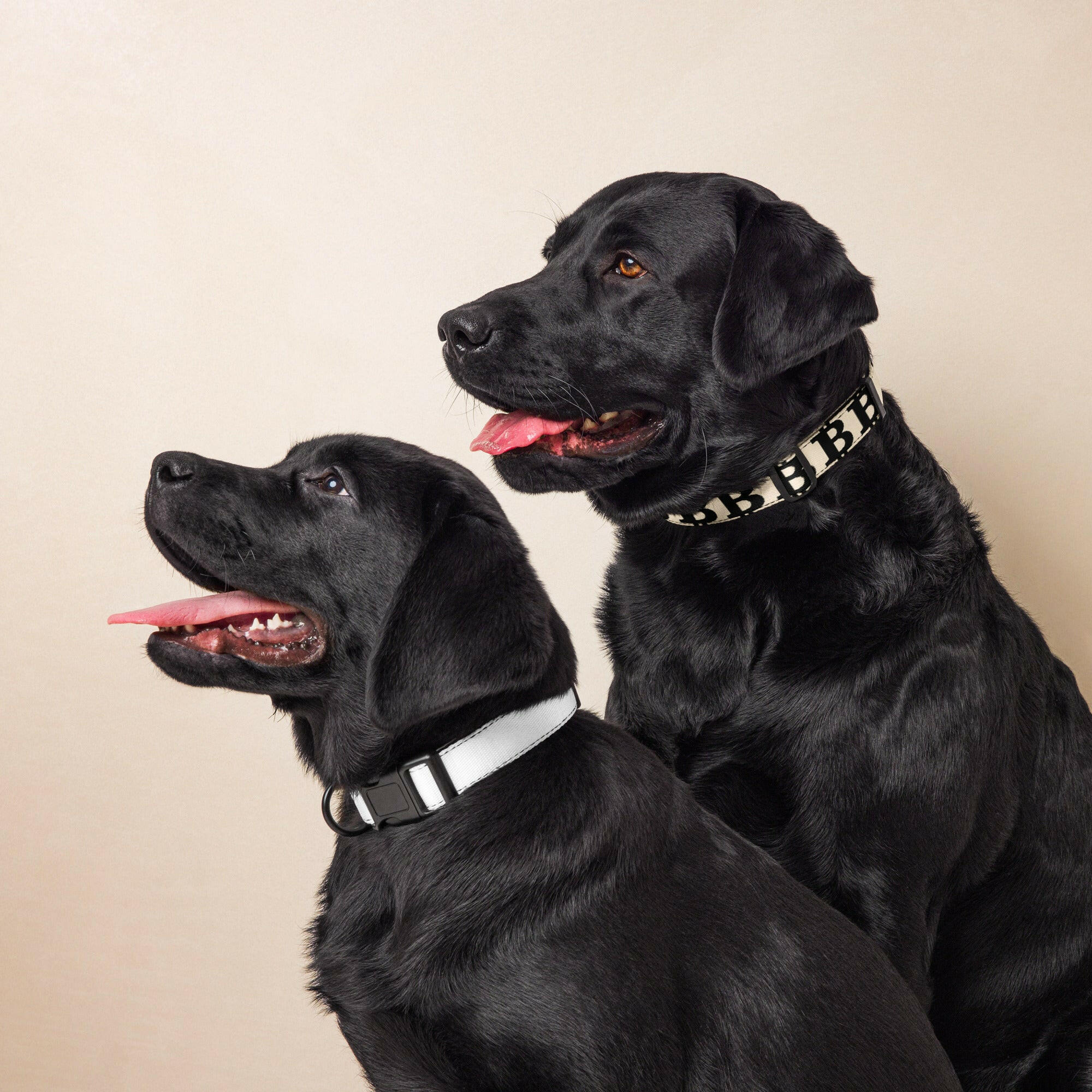 Bitcoin Pet Collar / The B - Maison Toshi - The Orange Habit