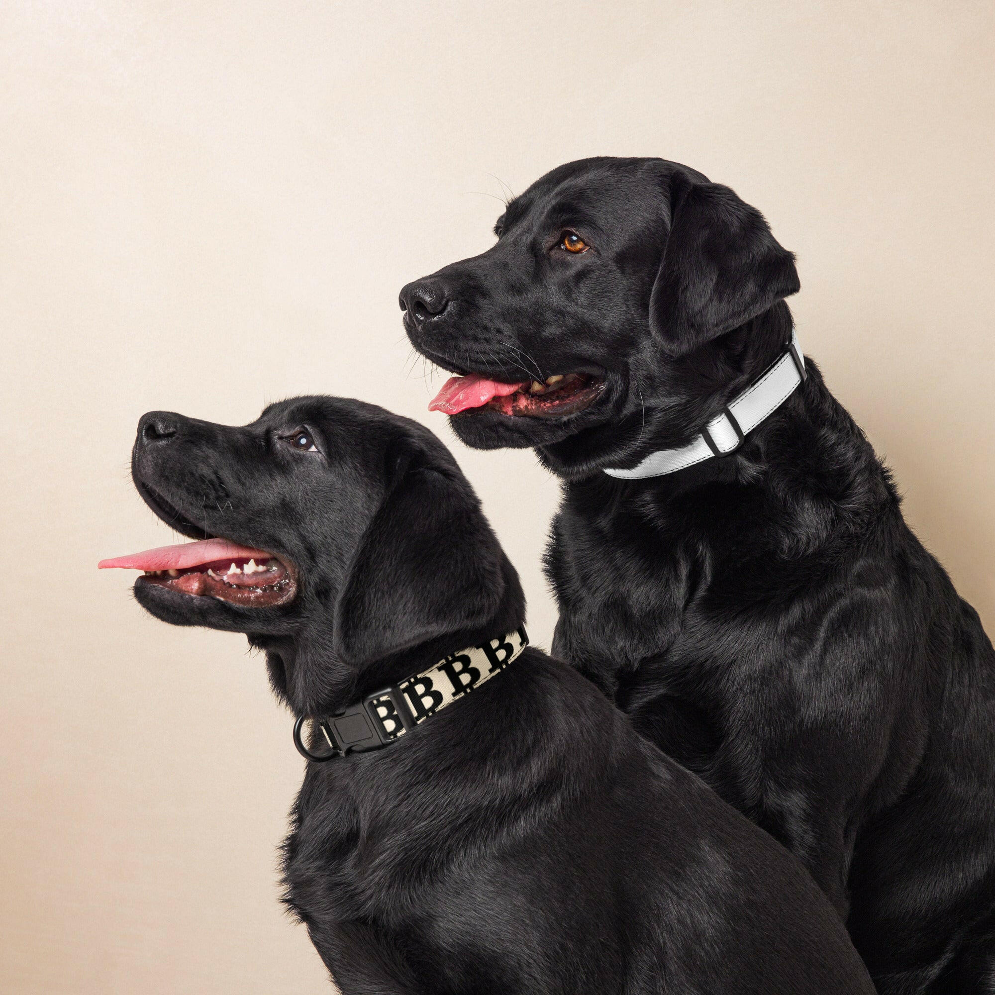 Bitcoin Pet Collar / The B - Maison Toshi - The Orange Habit